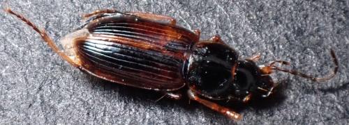 Réf. 349 334 : Stenolophus mixtus